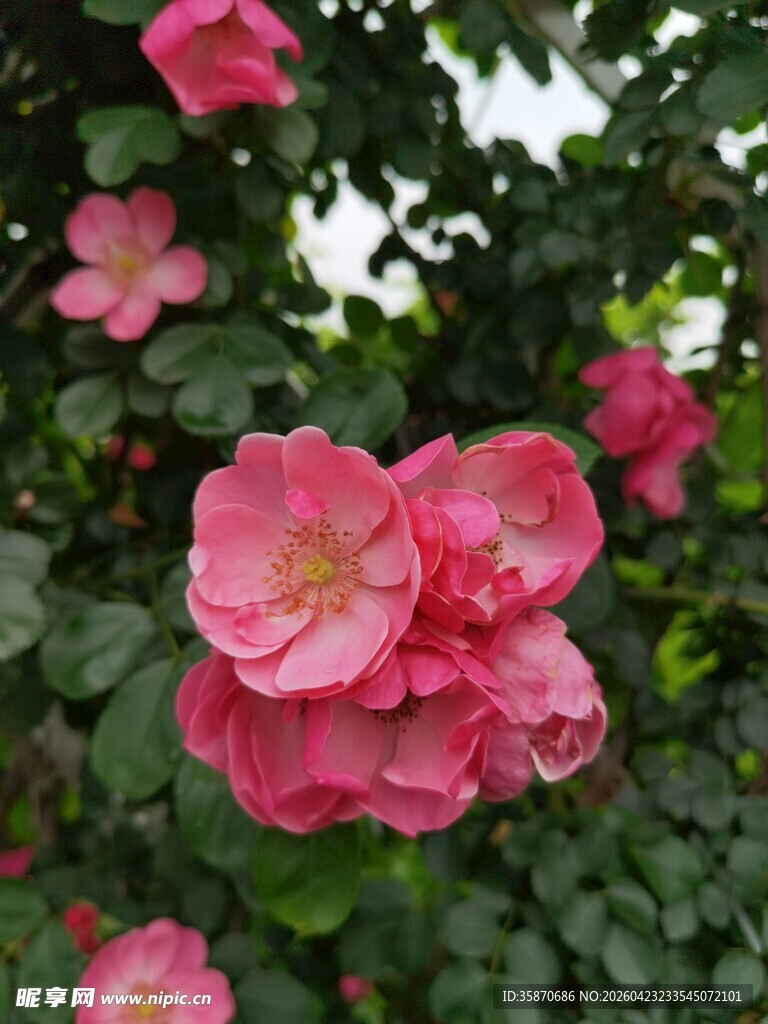 娇艳绽放的粉色蔷薇花