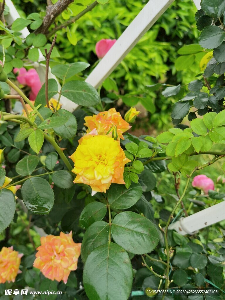 多彩玫瑰绽放于绿叶间