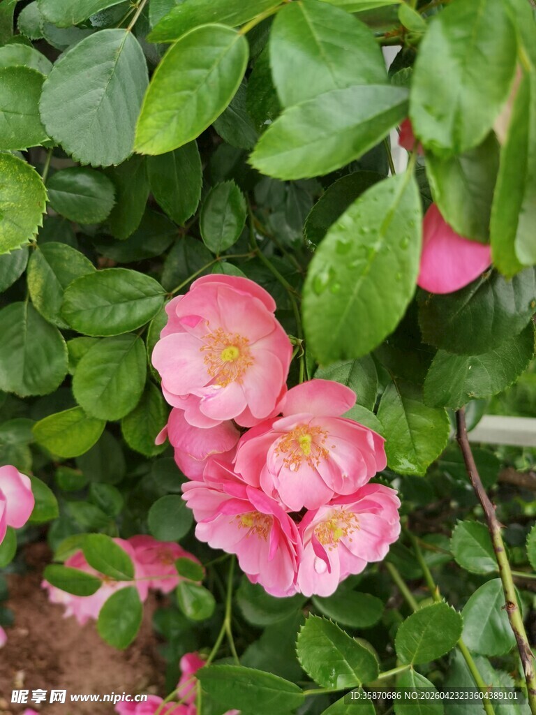 娇艳粉色茶花绽放绿叶间