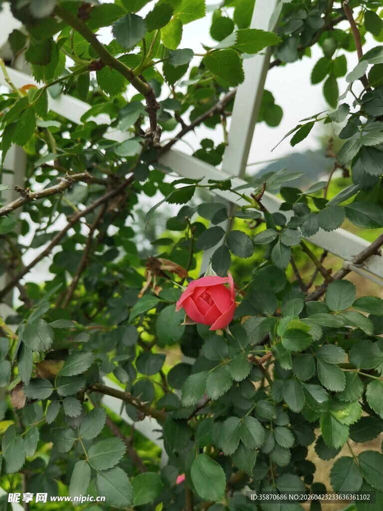 绿叶丛中娇艳红玫瑰