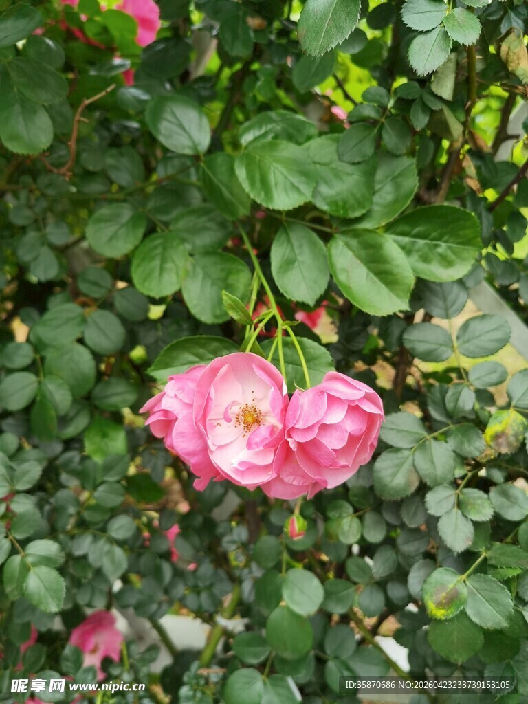 娇艳绽放的粉色花卉