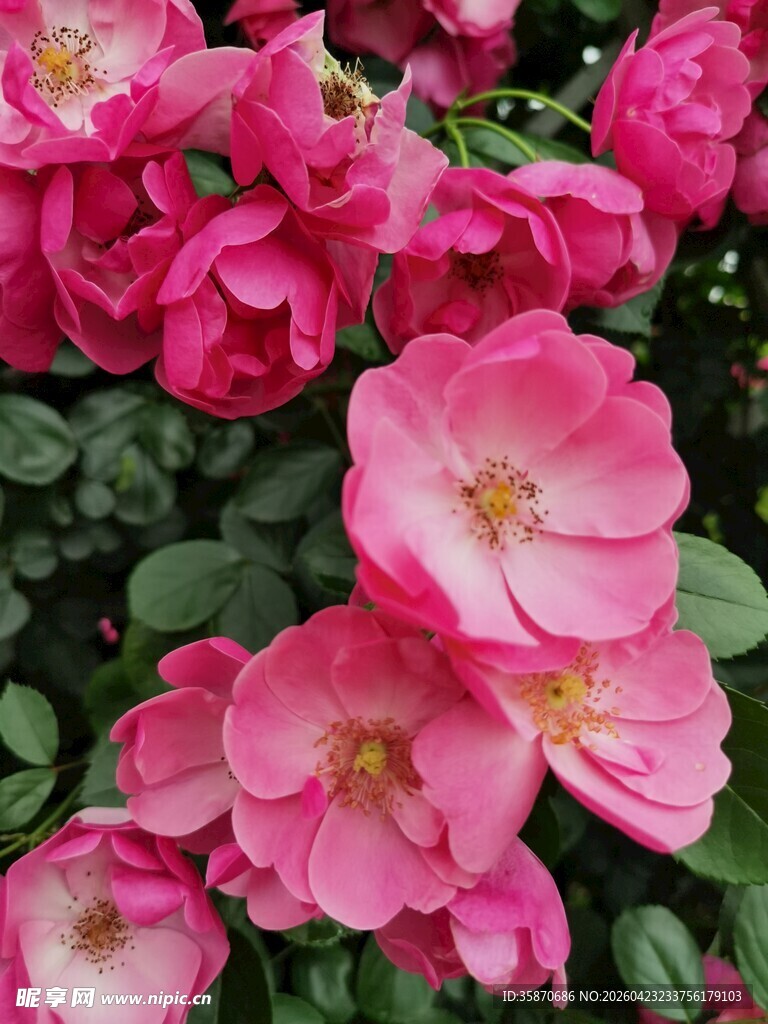 娇艳粉色月季花绽放