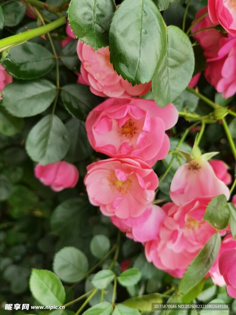 娇艳蔷薇花绽放