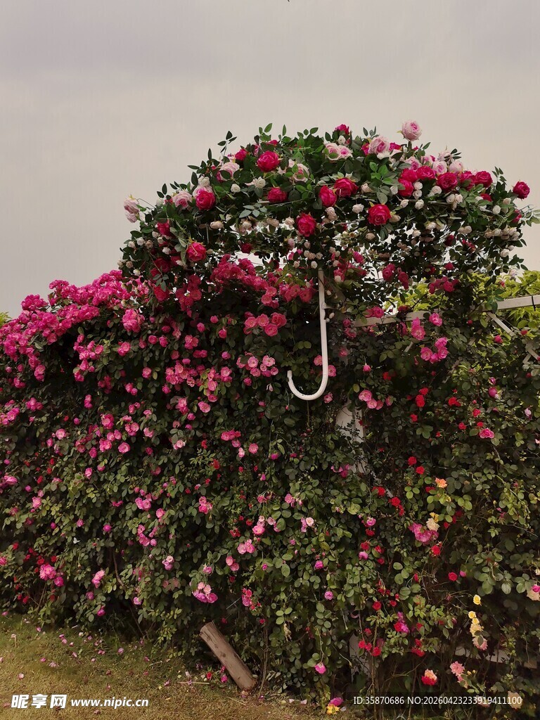 繁花簇拥的独特景观