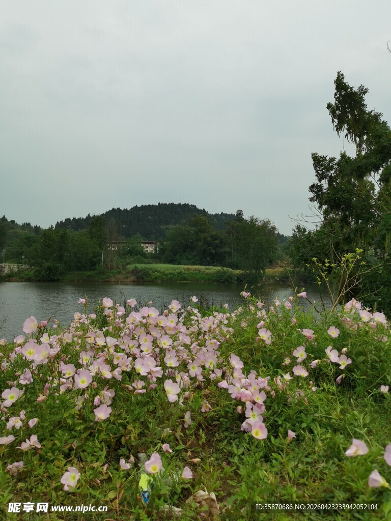 湖畔繁花盛开的美丽景致