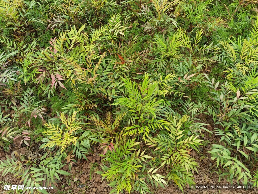 茂密绿植景观