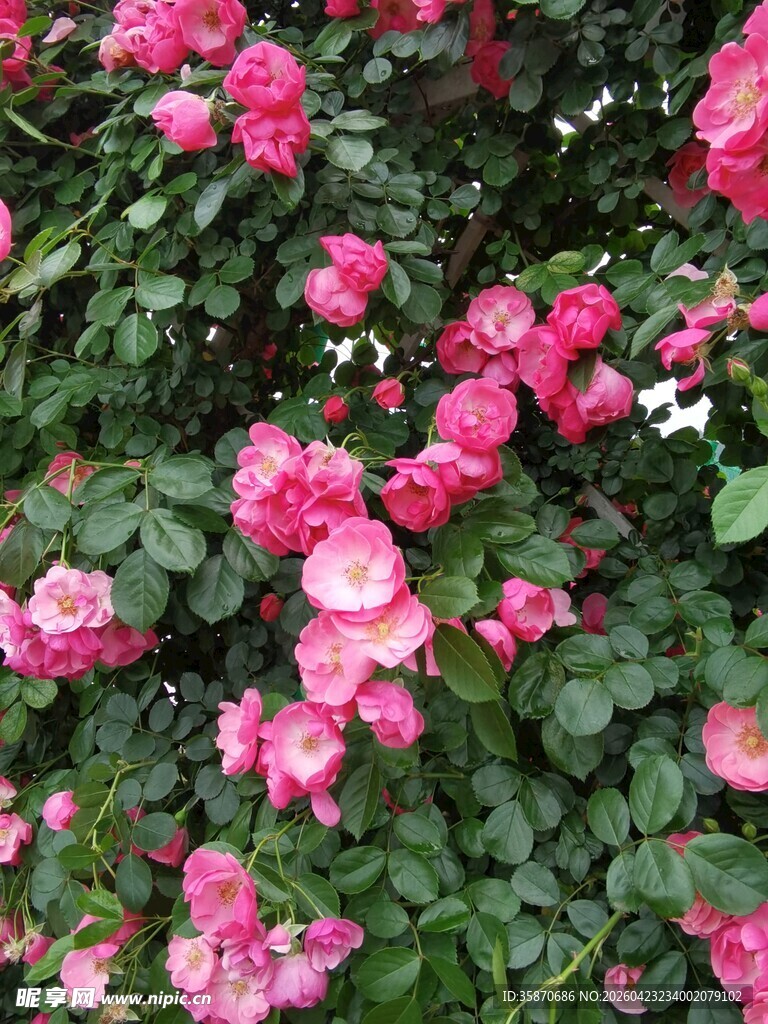 娇艳盛开的粉色月季花