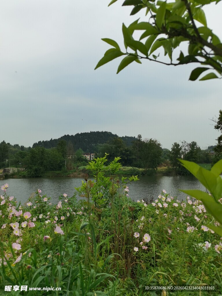湖畔花草与远处青山美景