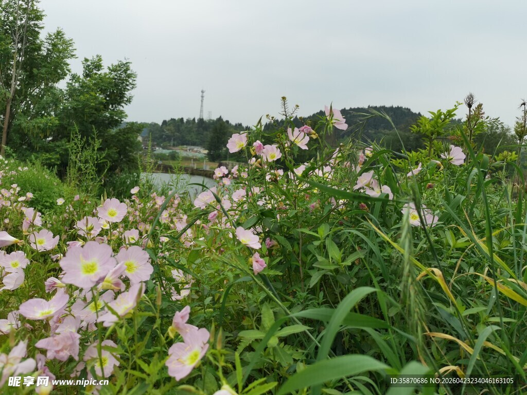 田园间绽放的美丽花朵