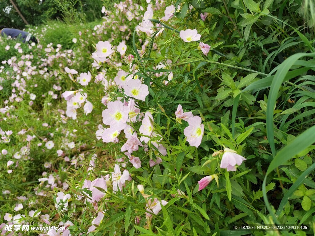 白色野花绽放于绿意间