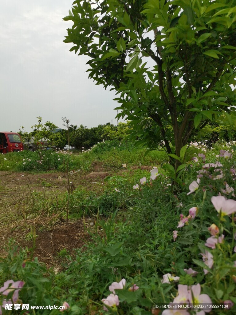 田园繁花绿树风景图