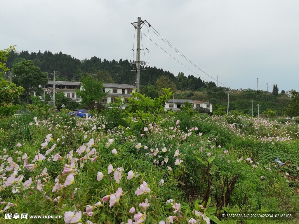 田野间的繁茂花卉景观