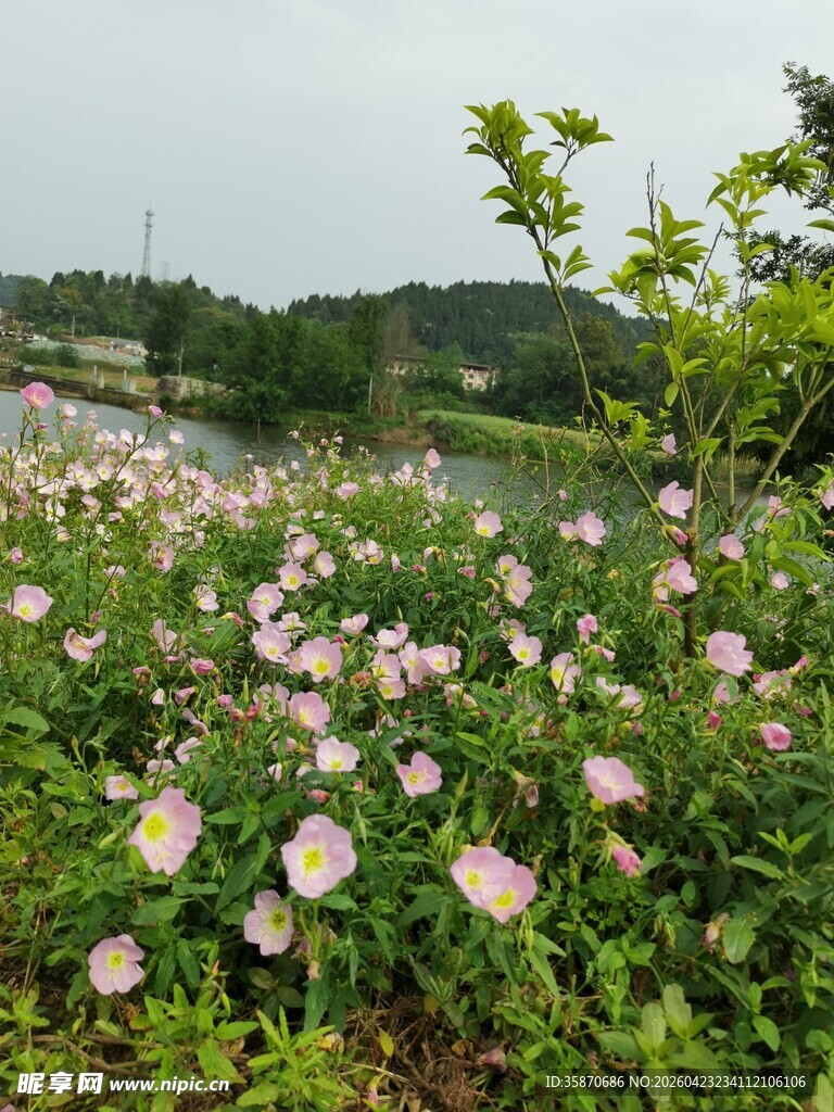 湖畔盛放的美丽花丛