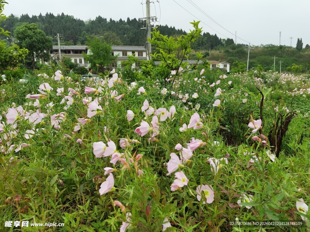 粉色野花盛开的田野
