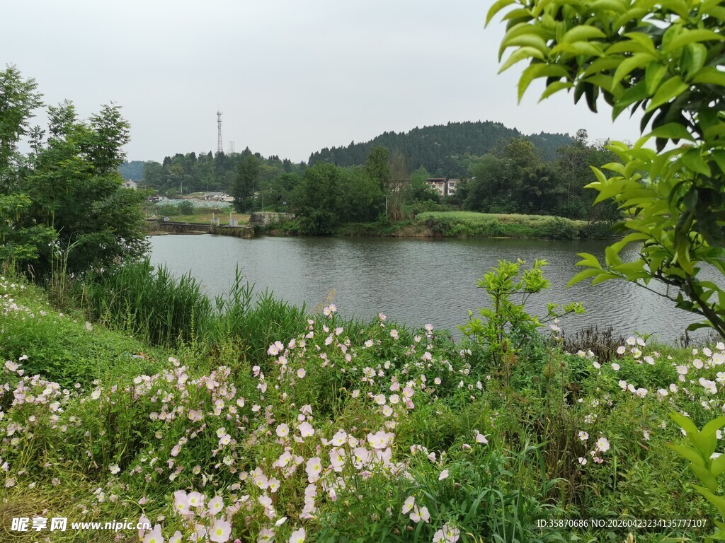 湖畔野花绿植自然景致