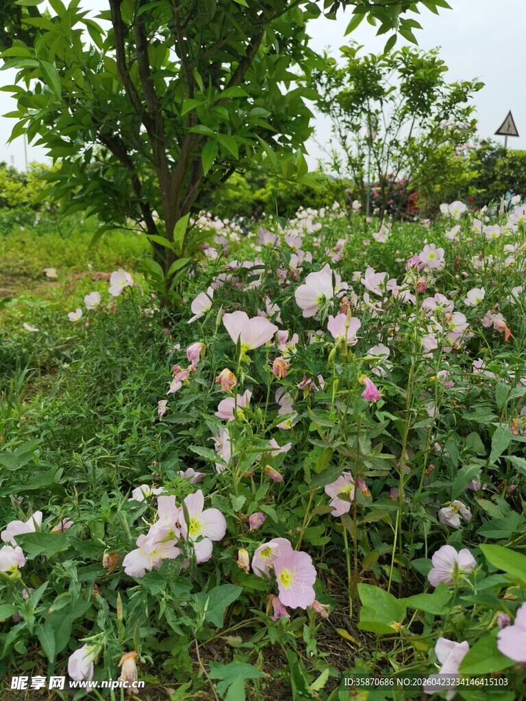 野丛中的粉色蔷薇花