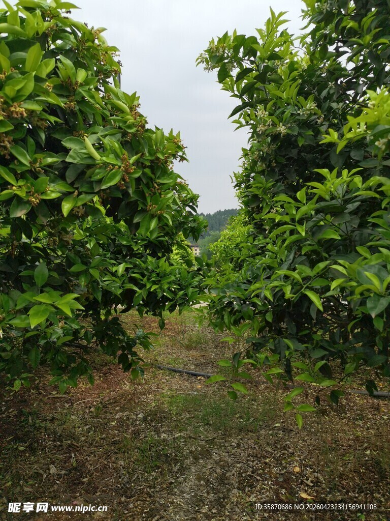 绿意盎然的树木田园景象