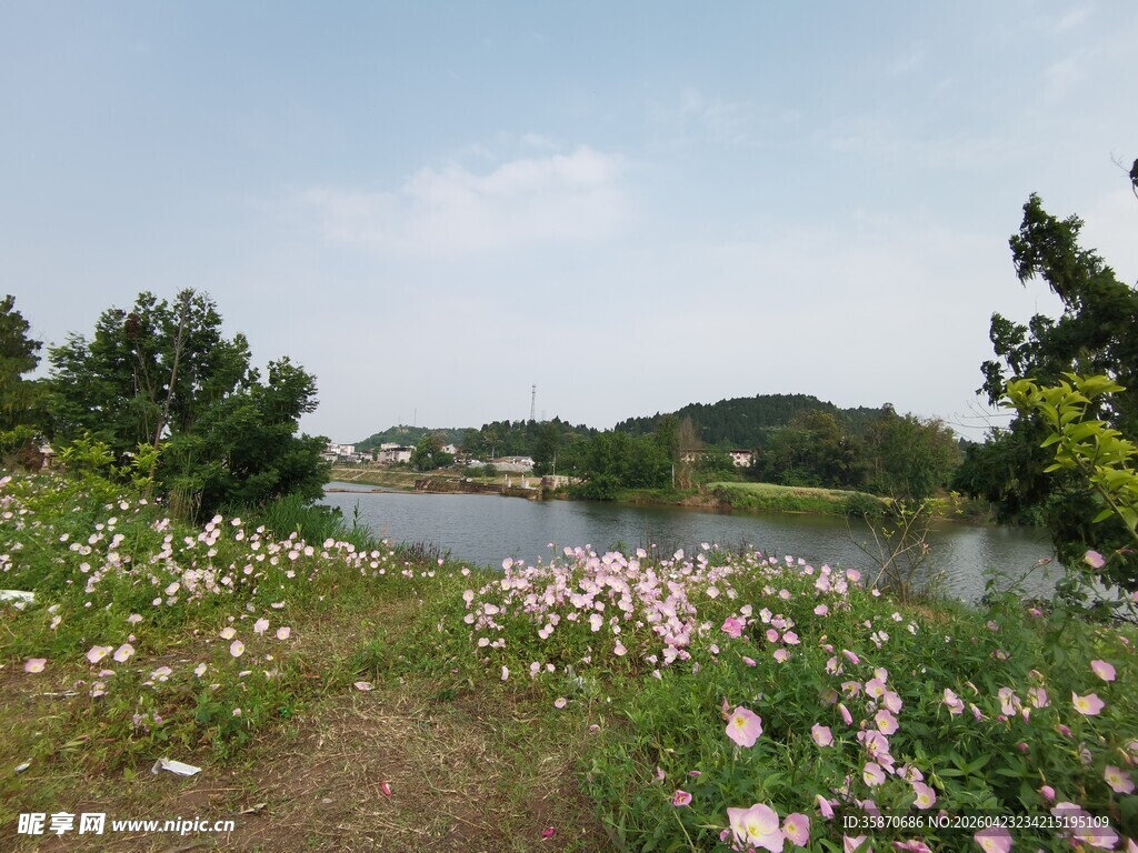 湖畔野花盛开的自然美景