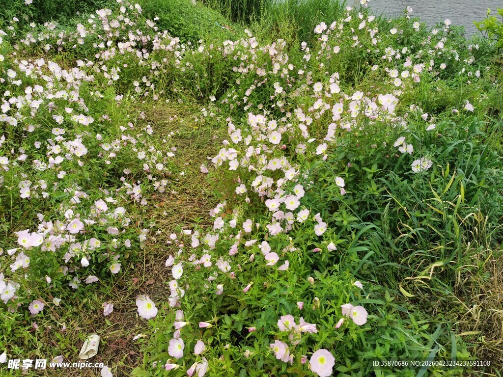 草地白花绽放的美丽景象