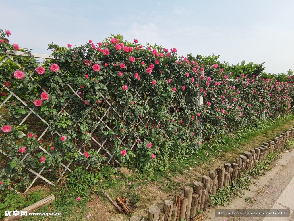 繁花似锦的蔷薇花墙