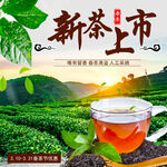 新茶上市品味春日茶香