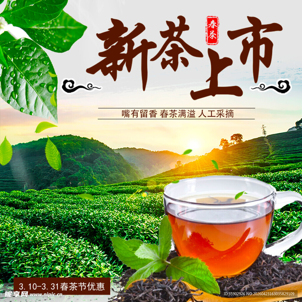 新茶上市品味春日茶香