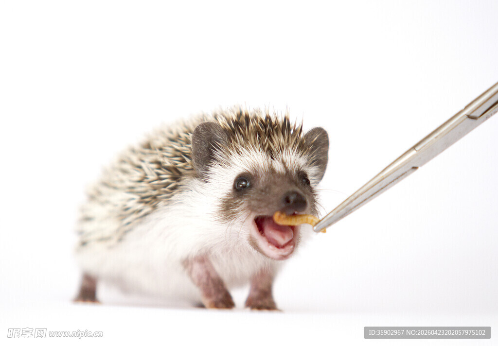 刺猬被喂食瞬间