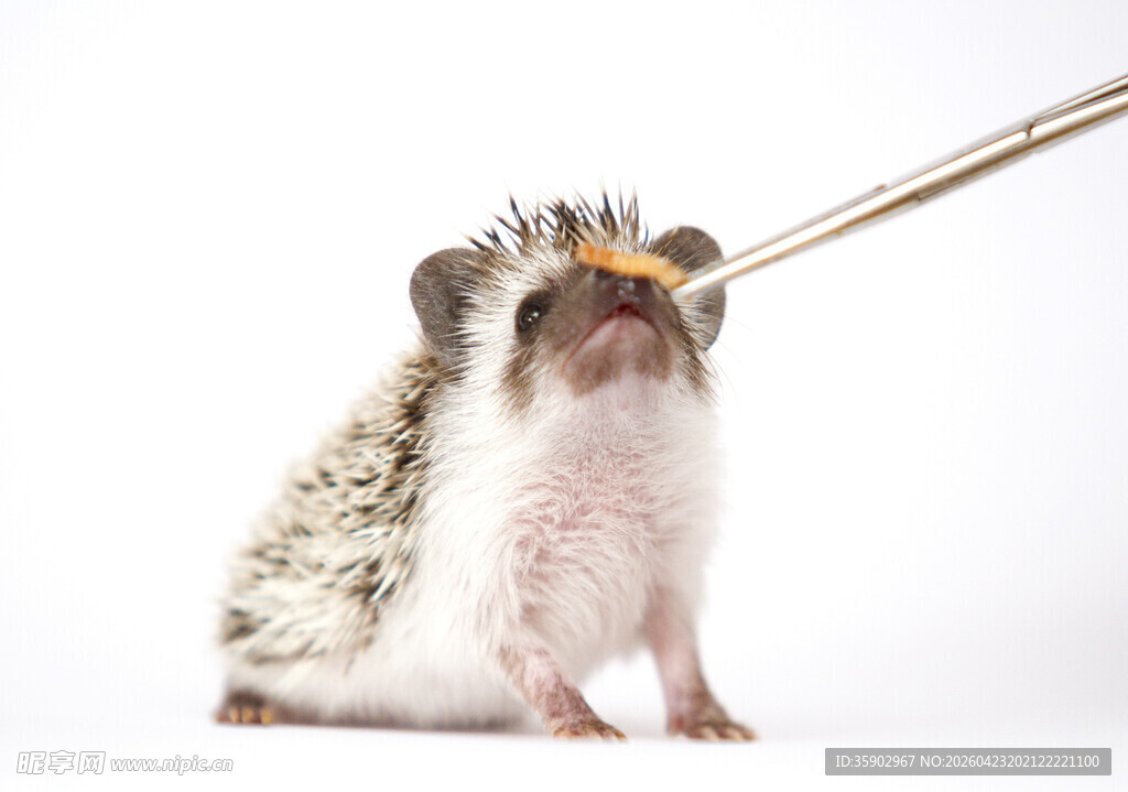 小刺猬被逗引瞬间