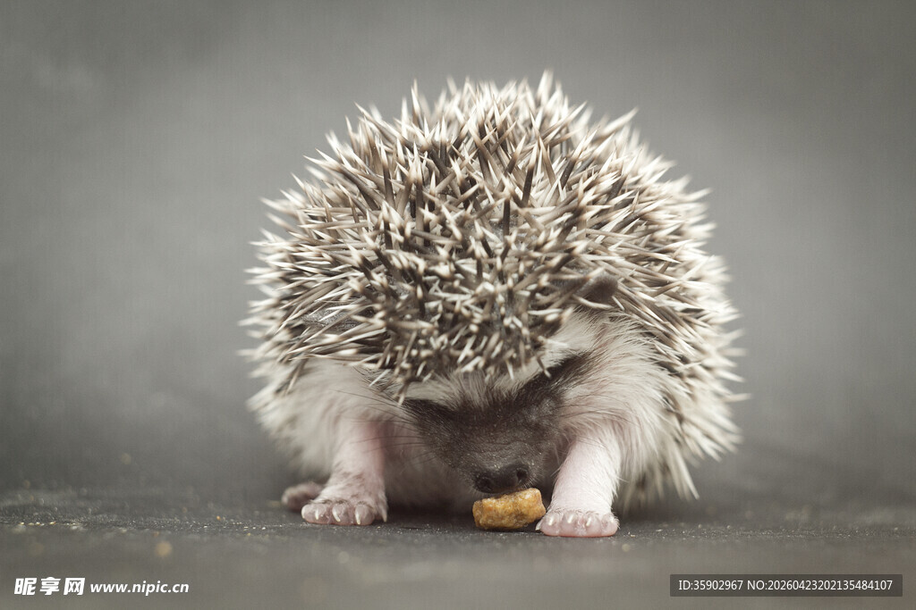 可爱刺猬低头享用美食