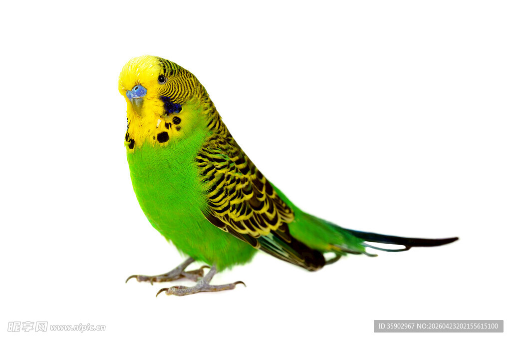 黄绿相间虎皮鹦鹉