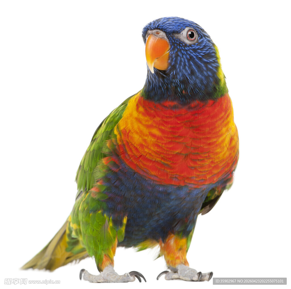 多彩鹦鹉特写