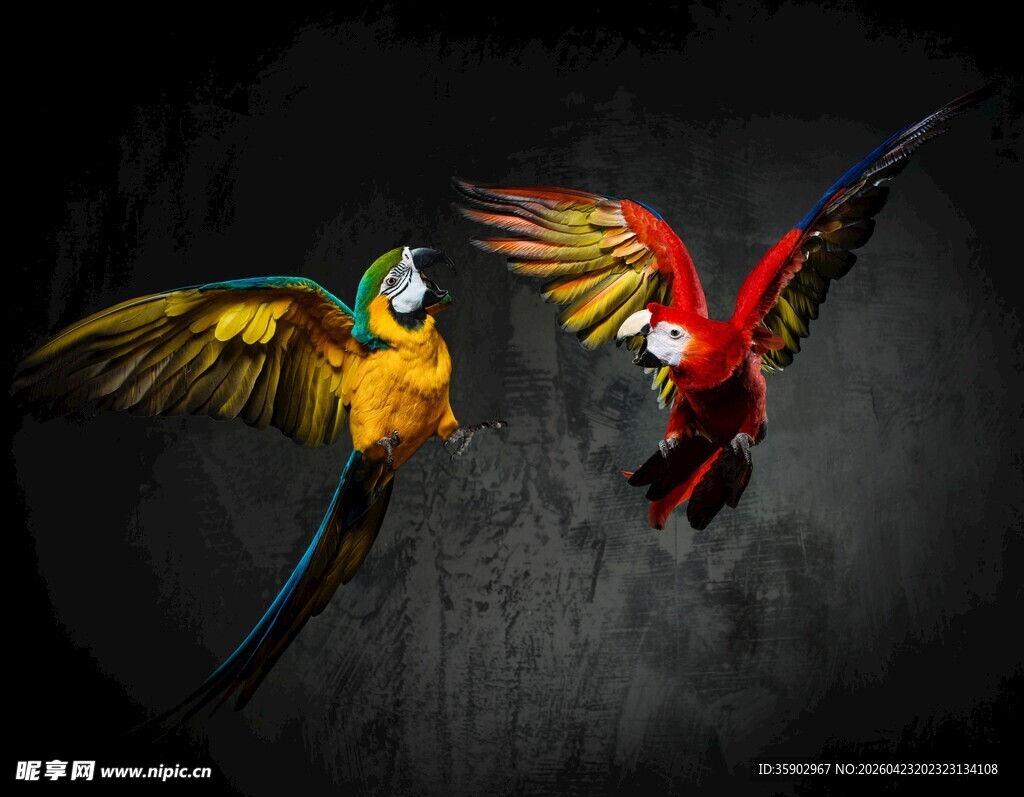 双鹦鹉展翅飞舞画面