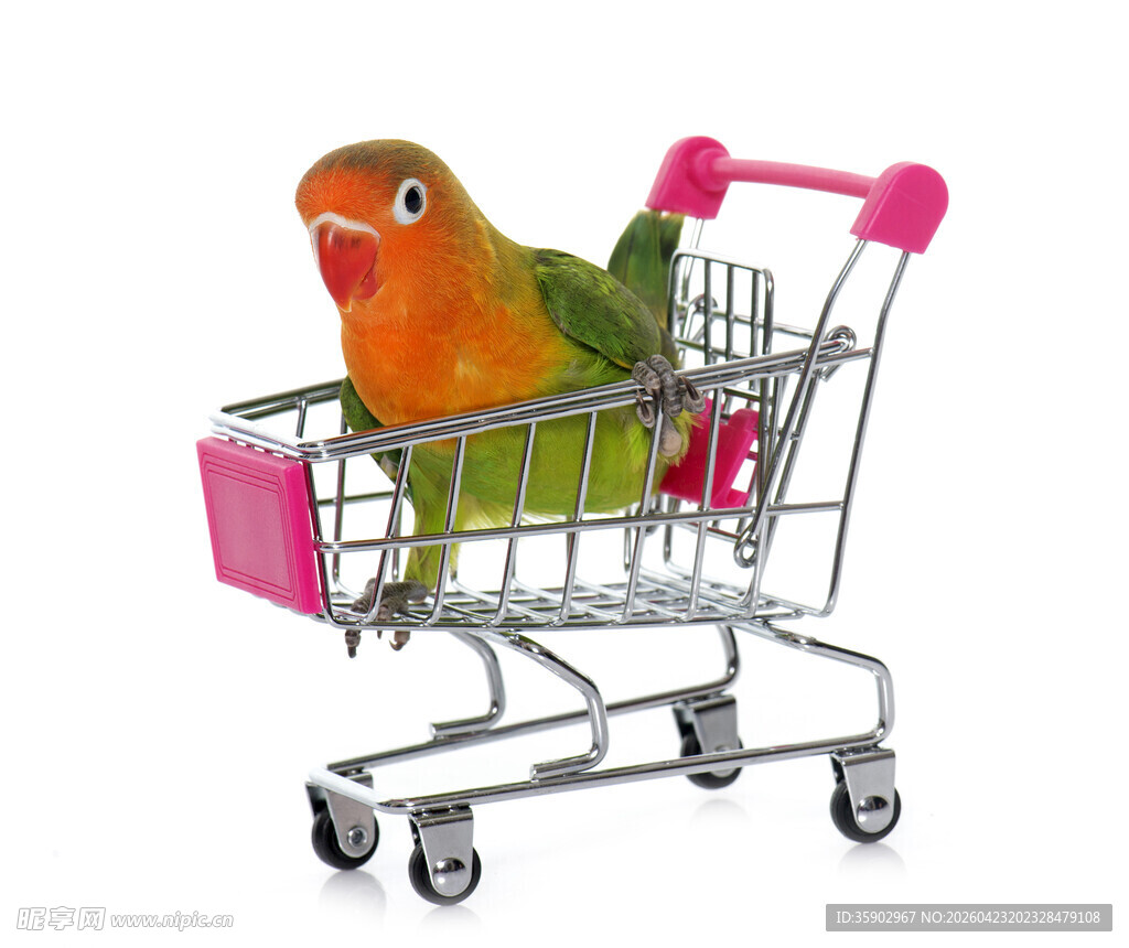 鹦鹉坐购物车