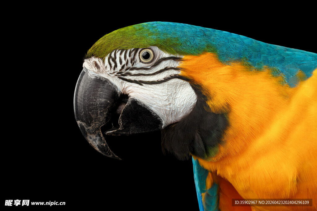 多彩鹦鹉特写