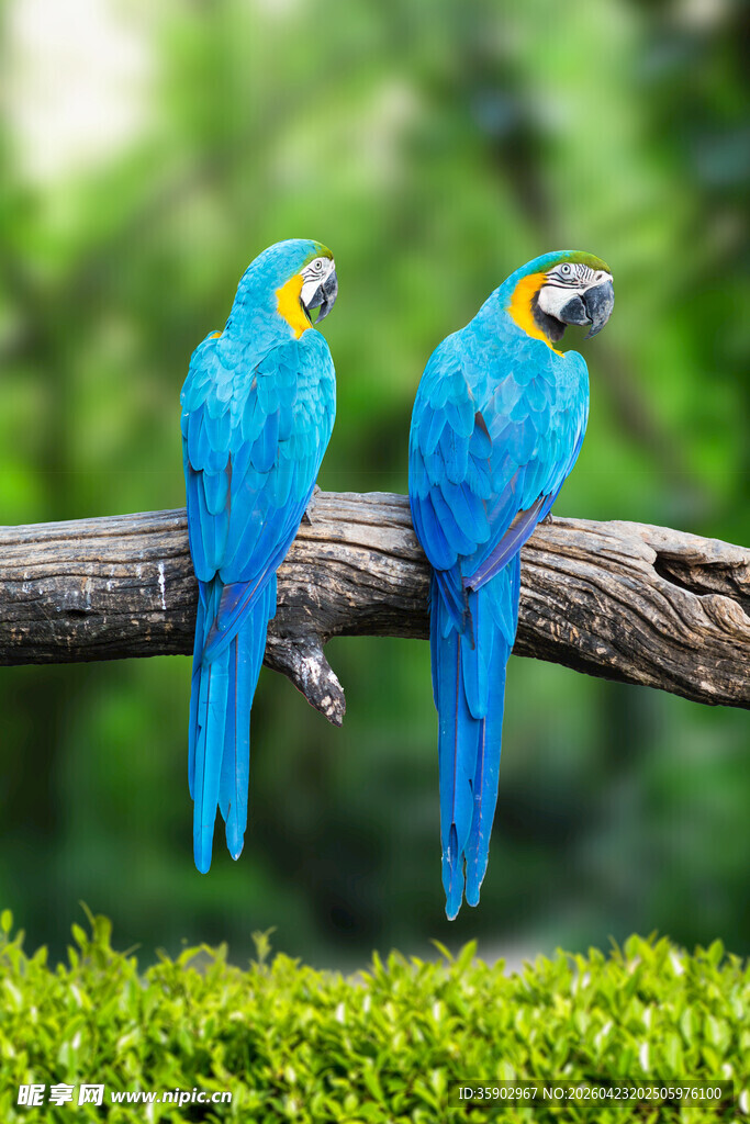 双蓝鹦鹉栖于枝头