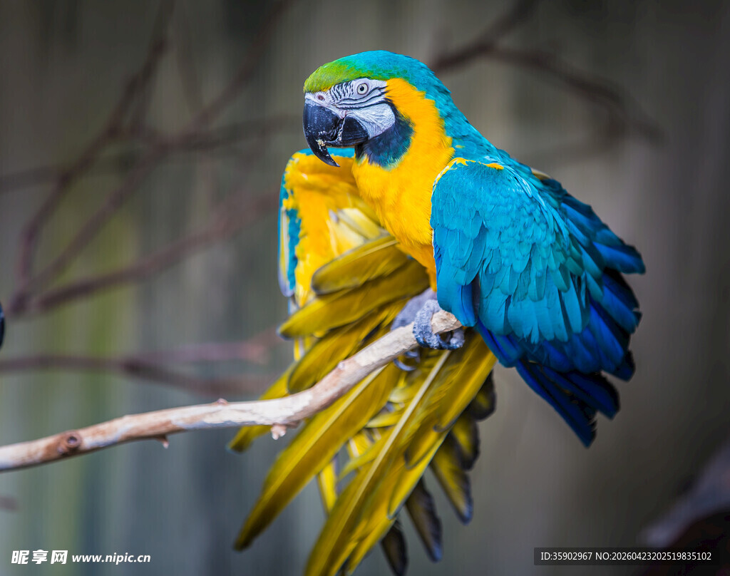 色彩斑斓的金刚鹦鹉栖息枝头