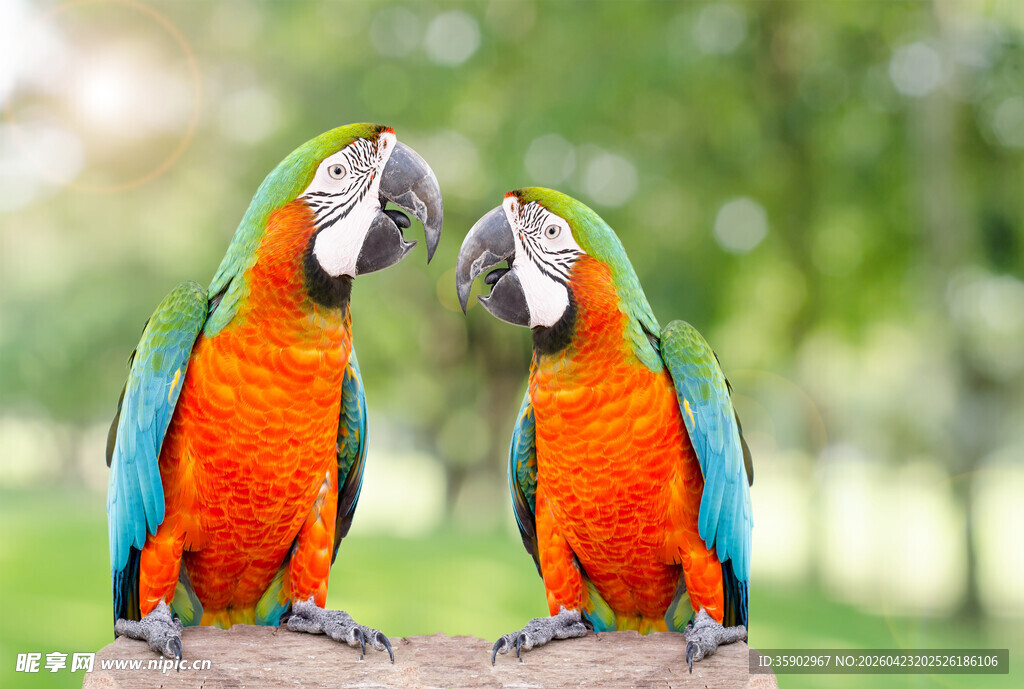 两只色彩艳丽的鹦鹉
