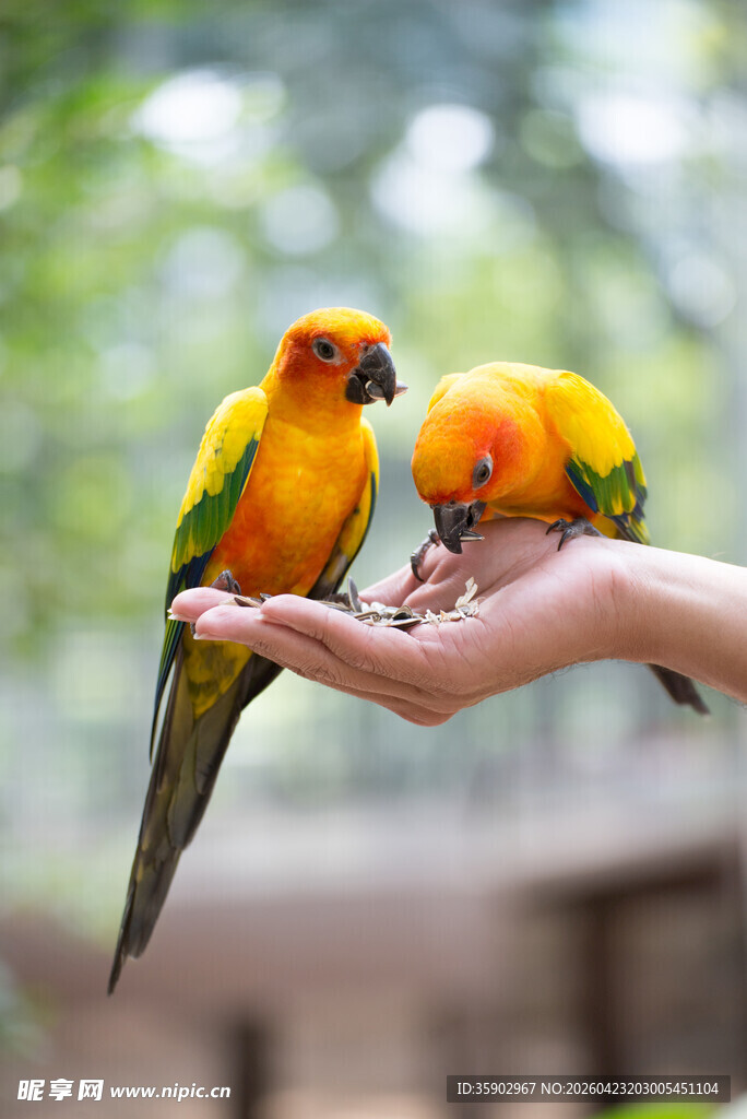 手心上的多彩鹦鹉