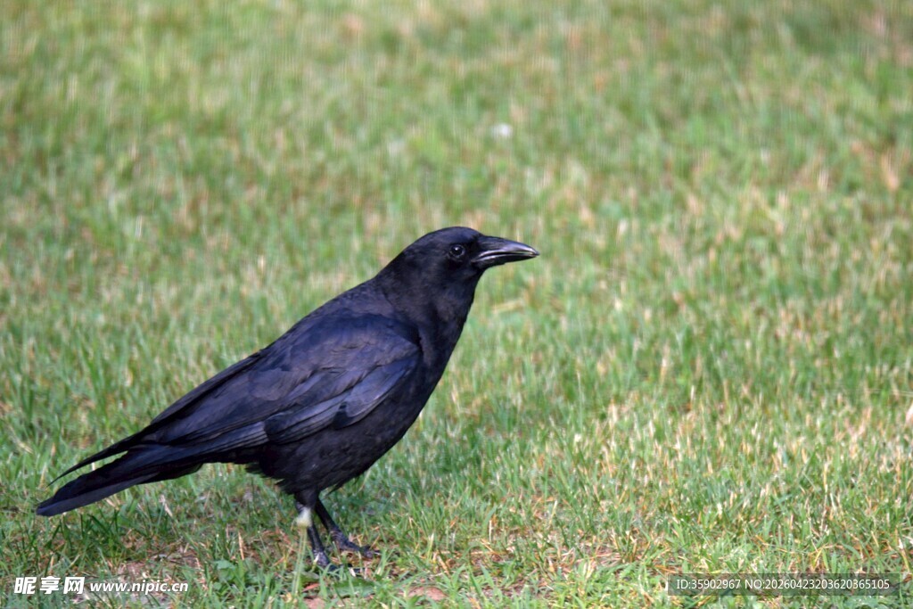 草地上的黑鸟