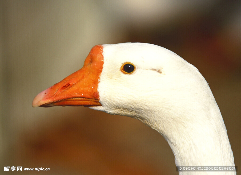 白鹅特写