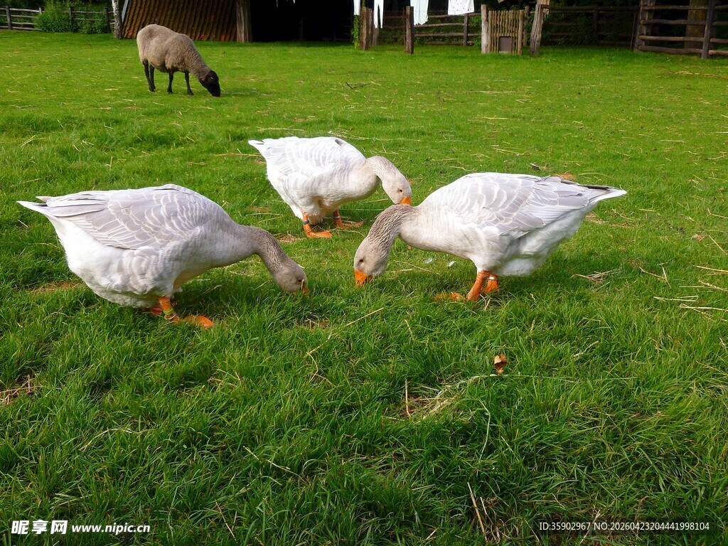 草地上的白鹅与羊