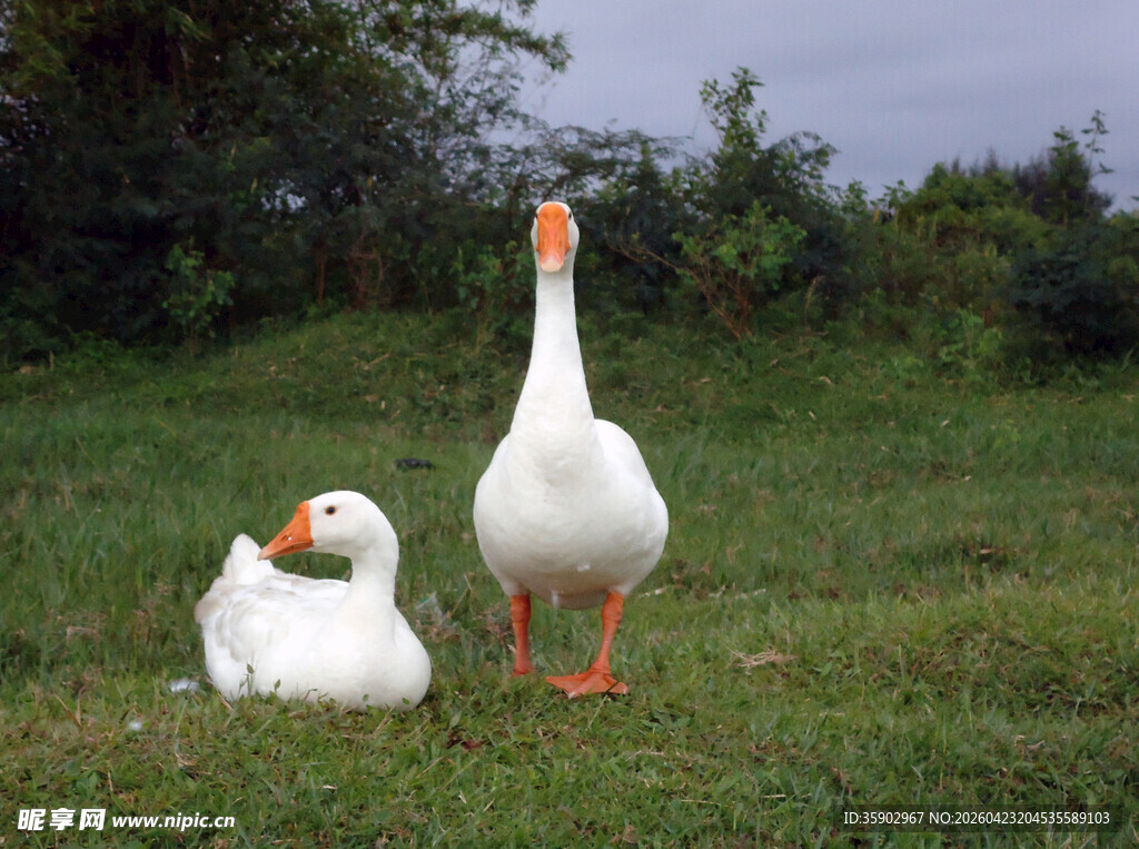 草地上的两只大白鹅
