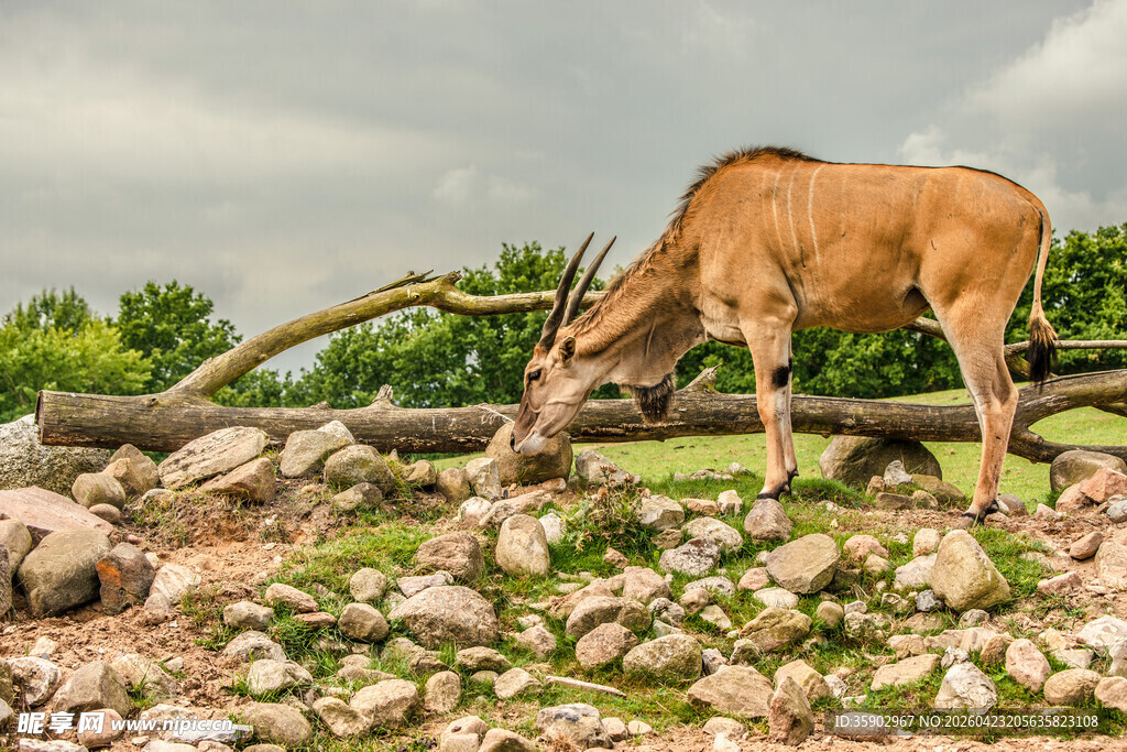 羚羊于石堆间低头觅食