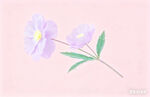 淡粉花朵手绘插画