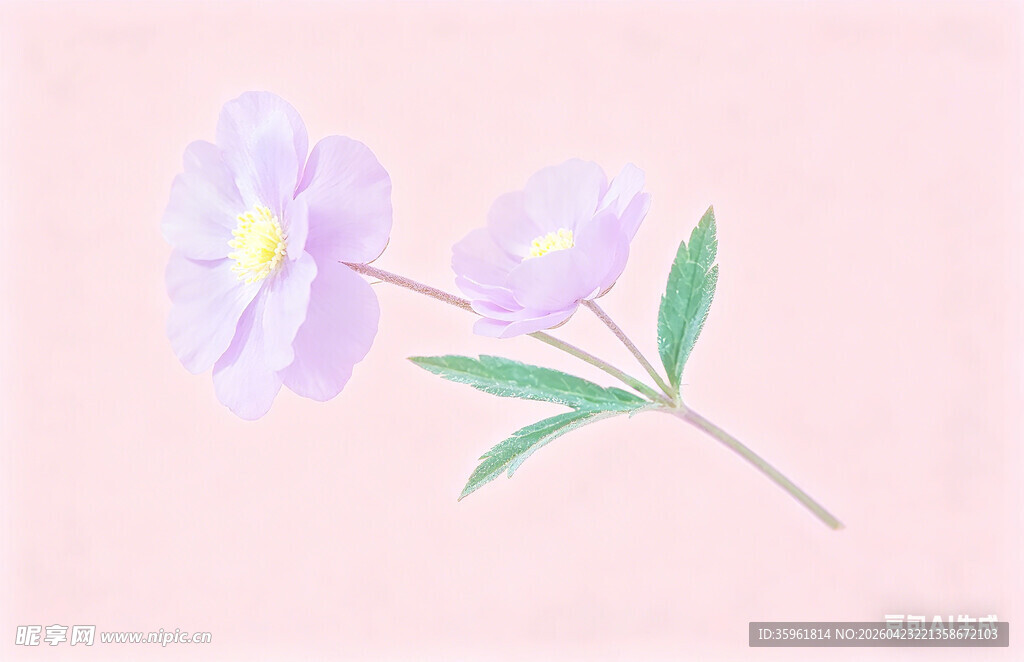 淡粉花朵手绘插画