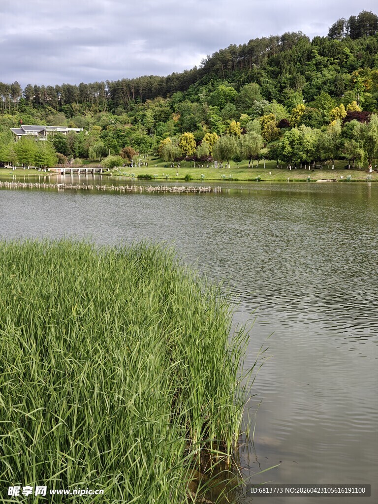 湖畔青青芦苇 宁静美景