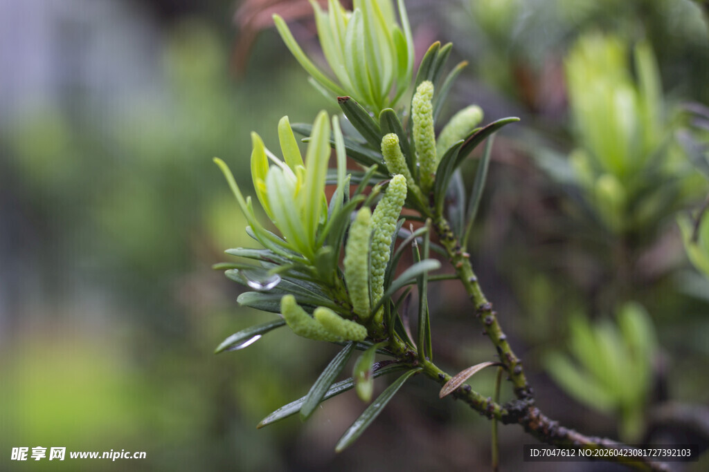 罗汉松嫩绿枝叶花序特写