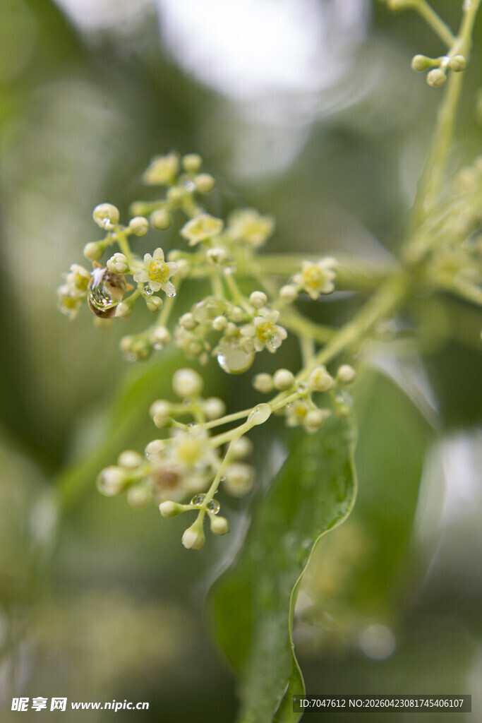 香樟枝头小花与绿叶特写
