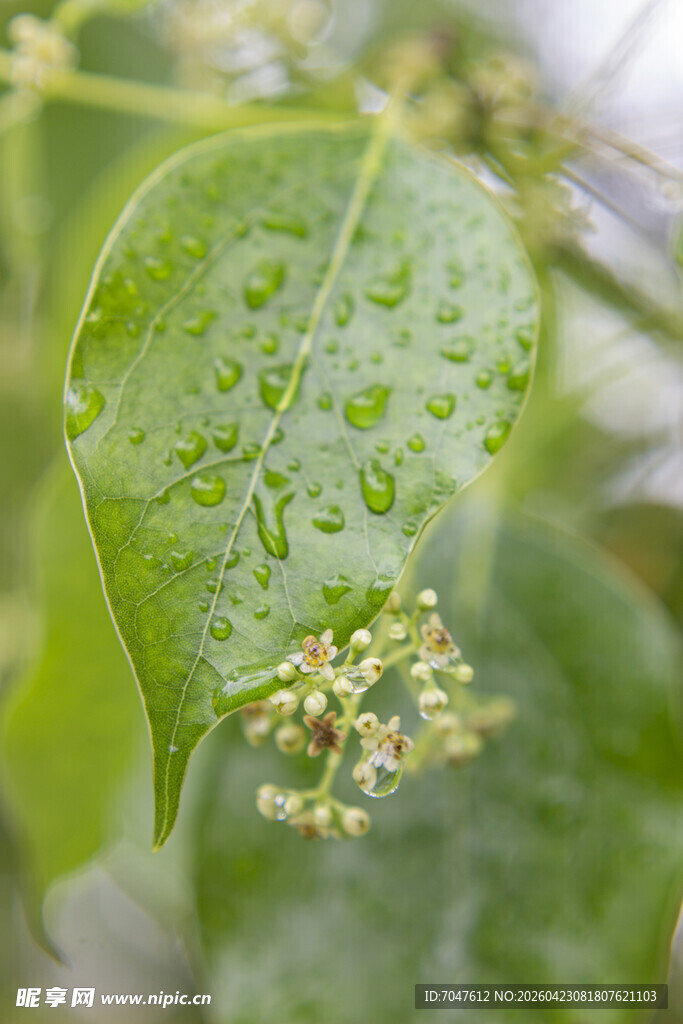 香樟带水珠的绿叶与小花