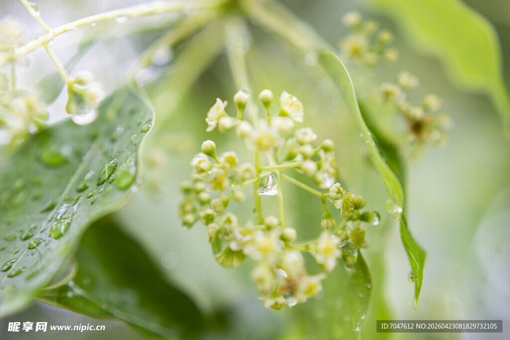 雨中香樟花